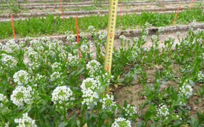 Potencial agronómico de Pennycress como cultivo de invierno en las condiciones mediterráneas europeas